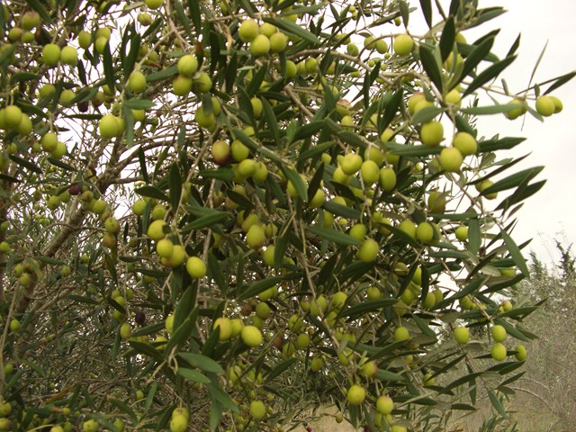 zeytin ağacı
